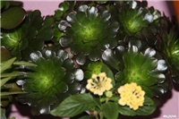 8f790b58-IMG_6512 aeonium.jpg